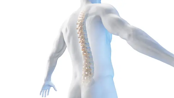 Spine Illustration White Background — Stock Photo, Image