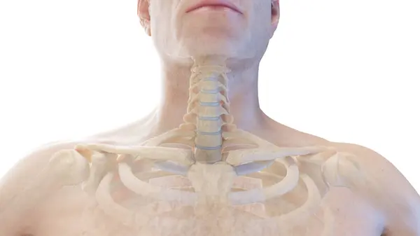 Anterior Cervical Spine Illustration — Stock Photo, Image