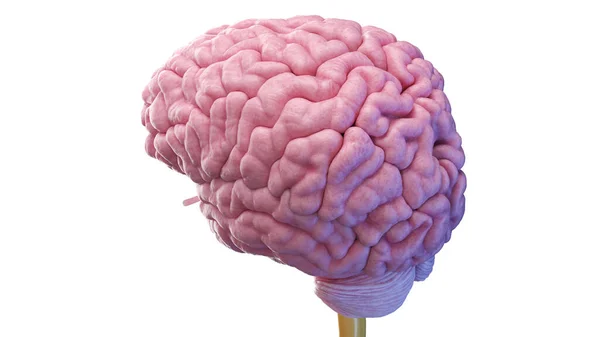 Cérebro Humano Ilustração — Fotografia de Stock