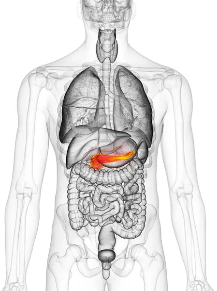 Pancreas Illustrazione Sfondo Bianco — Foto Stock