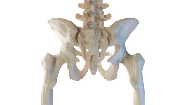 Posterior Skelett Anatomi Höften Illustration — Stockfoto