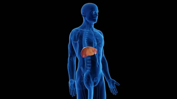 Fígado Saudável Transformando Fígado Gorduroso Ilustração — Fotografia de Stock
