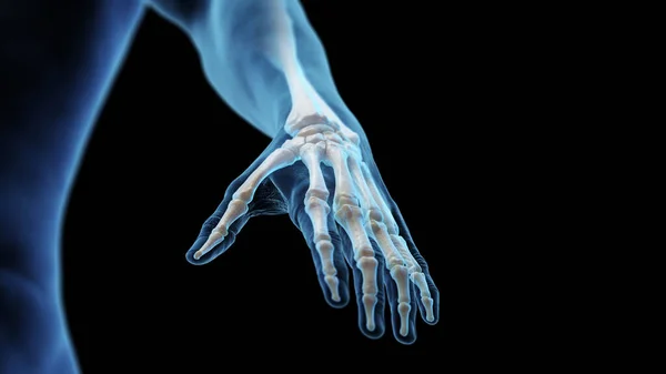 Knochen Der Hand Illustration — Stockfoto