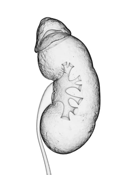 Kidney Illustration White Background — Stock Photo, Image