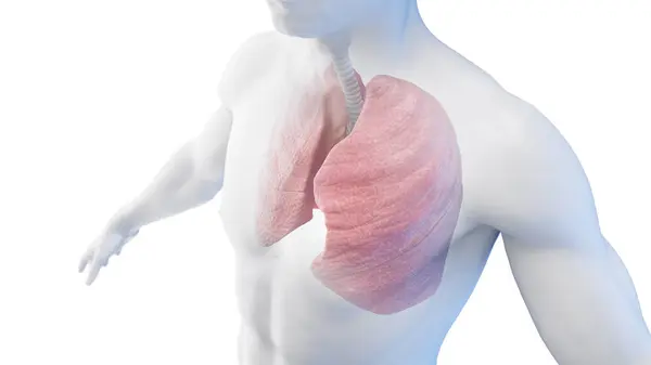 Polmone Trachea Corpo Maschile Illustrazione — Foto Stock