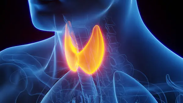 Thyroid Gland Illustration Black Background — Stock Photo, Image