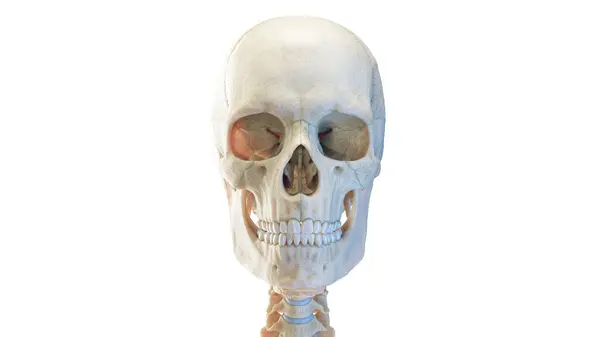 Crânio Humano Ilustração — Fotografia de Stock