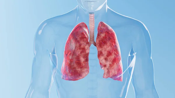 Nsan Ciğerleri Boyutlu Illüstrasyon — Stok fotoğraf