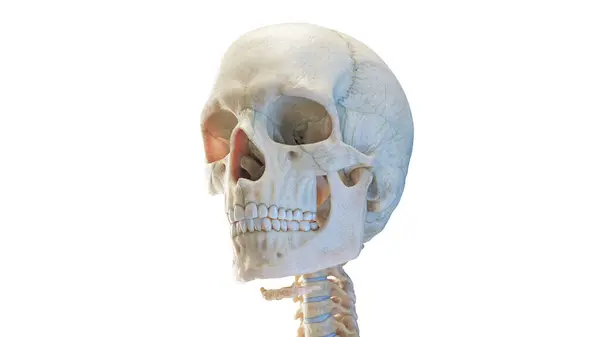 Crânio Humano Ilustração — Fotografia de Stock