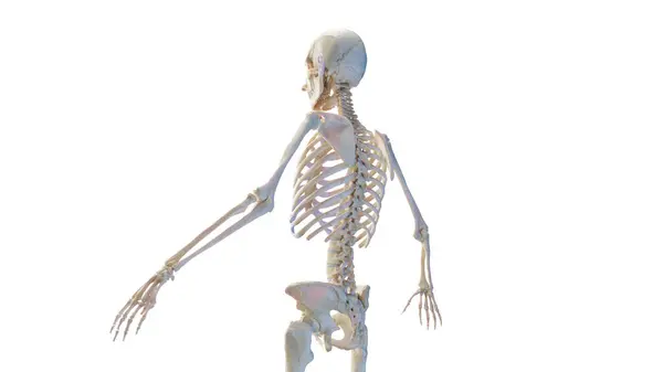 Posterior Skeletal Anatomy Illustration — Stock Photo, Image
