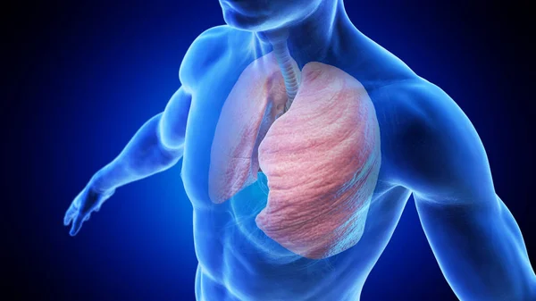 Lung Och Luftstrupe Manlig Kropp Illustration — Stockfoto