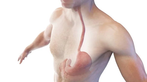 Oesophagus Stomach Illustration — Stock Photo, Image