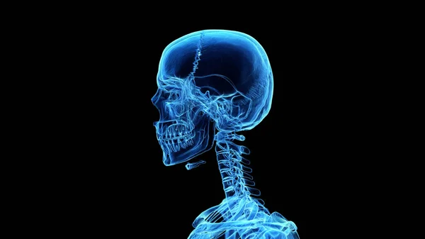 頭と首の骨 イラスト — ストック写真