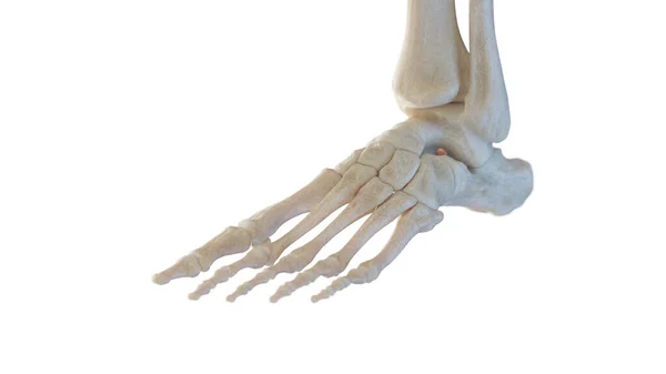 Σκελετική Ανατομία Του Ποδιού Εικονογράφηση — Φωτογραφία Αρχείου