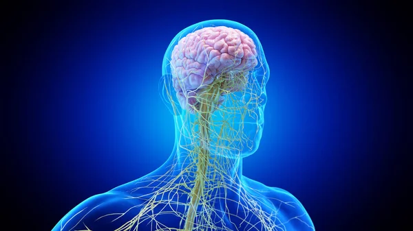脳と頭の神経 イラスト — ストック写真