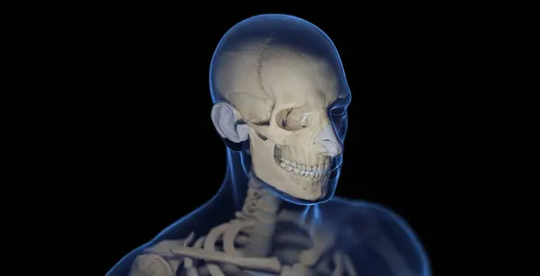 男性骨骼系统 — 图库照片