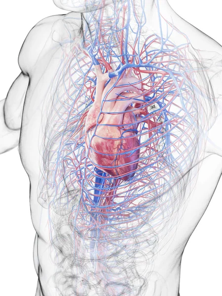 Sistema Cardiovascular Ilustração Sobre Fundo — Fotografia de Stock