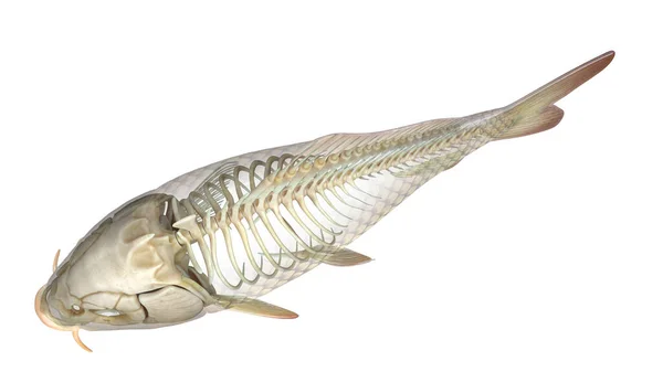 Ilustração Anatomia Dos Peixes — Fotografia de Stock