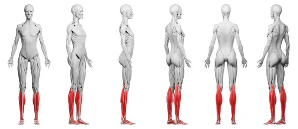Mięśnie Dolnej Nogi Ilustracja — Zdjęcie stockowe