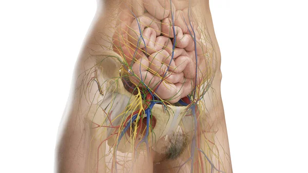 Karın Pelvis Organları Illüstrasyon — Stok fotoğraf