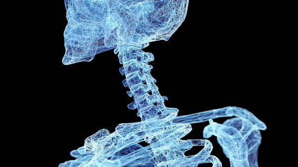 人間の首の骨 イラスト — ストック写真