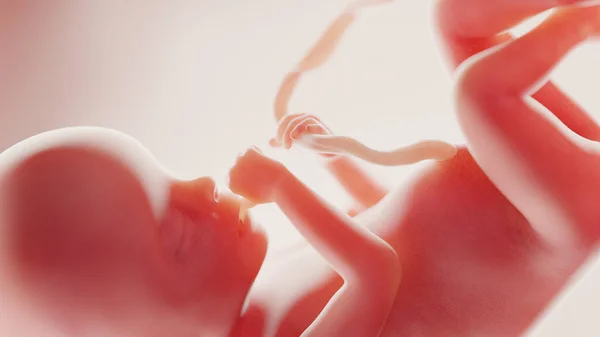 Foetus Week Illustratie — Stockfoto