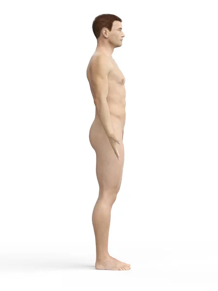 Ilustração Anatomia Masculina Ilustração — Fotografia de Stock