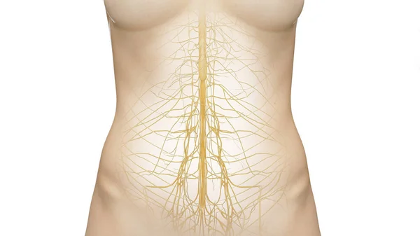 Нервная Система Иллюстрация Заднем Плане — стоковое фото