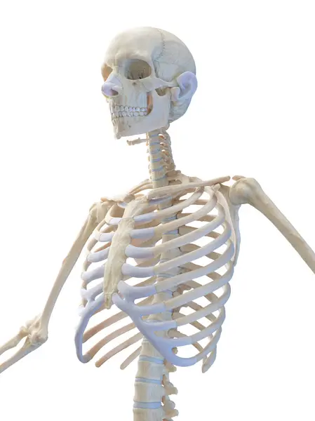 Skeletal System Upper Body Illustration — Stock Photo, Image