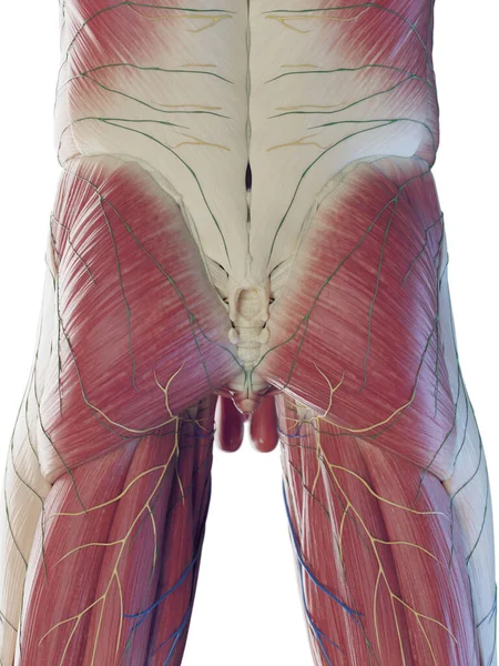 Músculos Masculinos Parte Inferior Ilustração — Fotografia de Stock