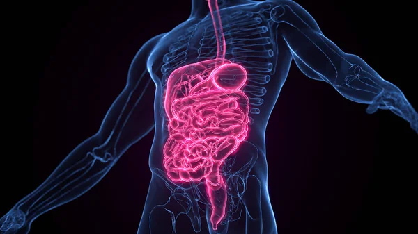 Sistema Digestivo Masculino Ilustración —  Fotos de Stock