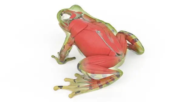 Kurbağanın Kas Sistemi Resimleme — Stok fotoğraf
