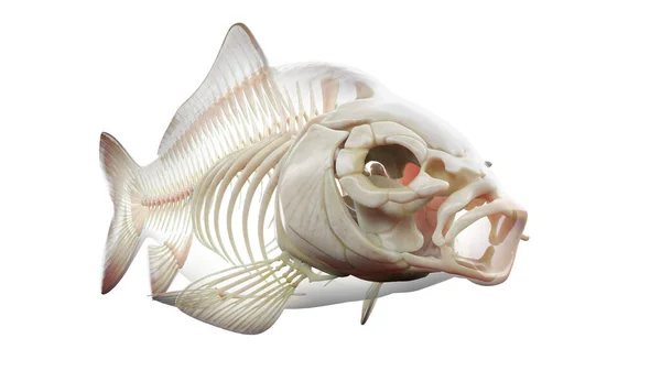 물고기 해부학의 일러스트 — 스톡 사진