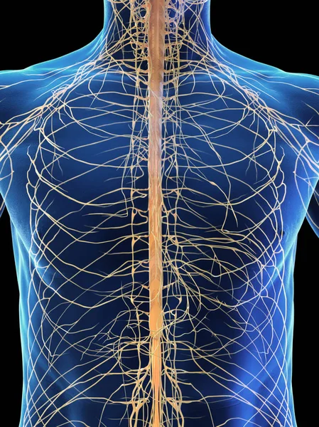 Sistema Nervioso Masculino Ilustración —  Fotos de Stock