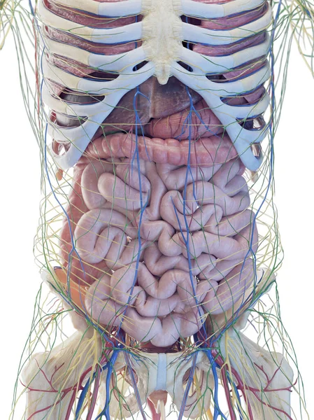 Órgãos Abdominais Masculinos Ilustração — Fotografia de Stock