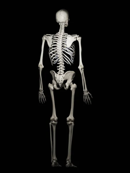 Ilustración Del Esqueleto Humano —  Fotos de Stock