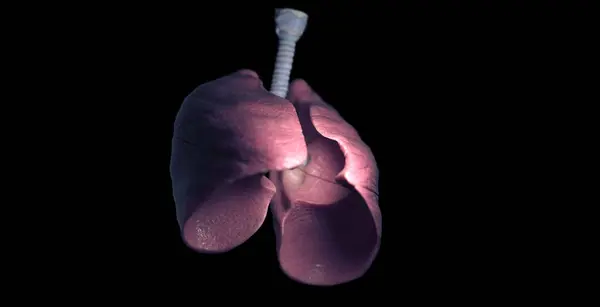 Sistema Respiratorio Humano Ilustración — Foto de Stock