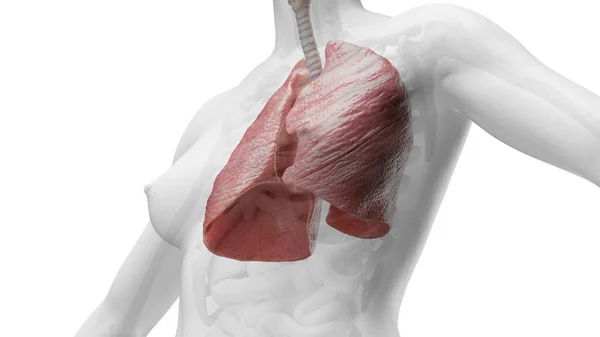 Ilustración Pulmones Humanos —  Fotos de Stock