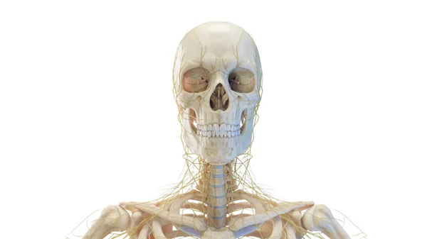 人間の頭蓋骨と神経 イラスト — ストック写真