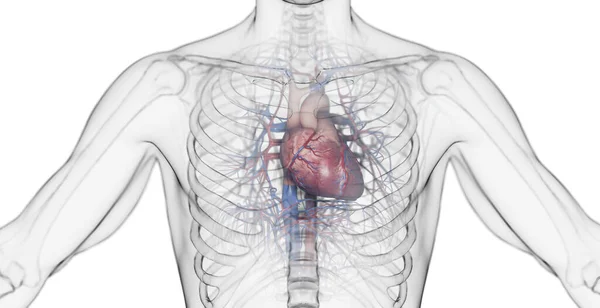 男性の心臓のイラスト — ストック写真