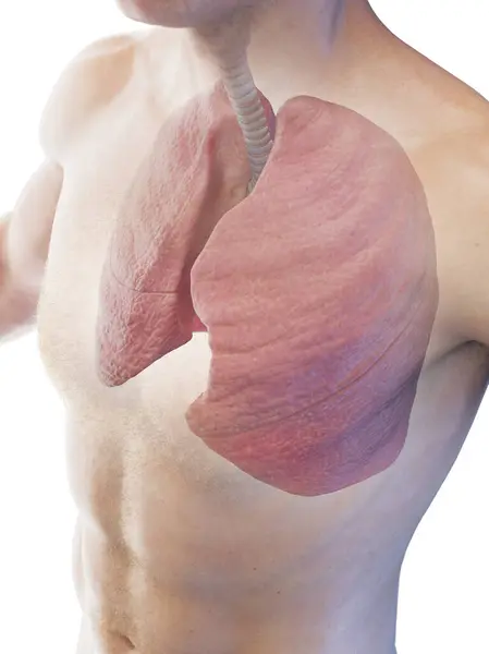 人肺的插图 — 图库照片