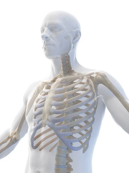 Illustration Male Skeleton — Stock Photo, Image
