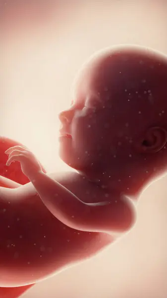 第31周胎儿 — 图库照片