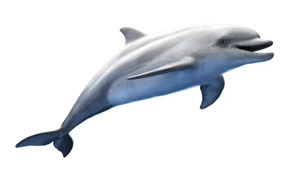Ilustración Delfín Aislado Sobre Fondo Blanco —  Fotos de Stock