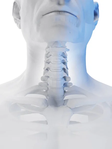Male Cervical Spine Illustration — Stock Photo, Image