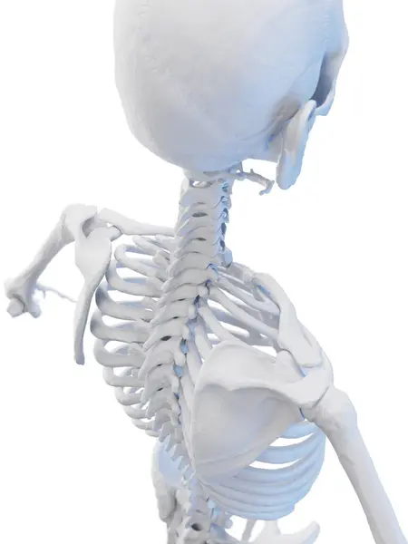 Αρσενικό Σκελετικό Σύστημα Απεικόνιση — Φωτογραφία Αρχείου