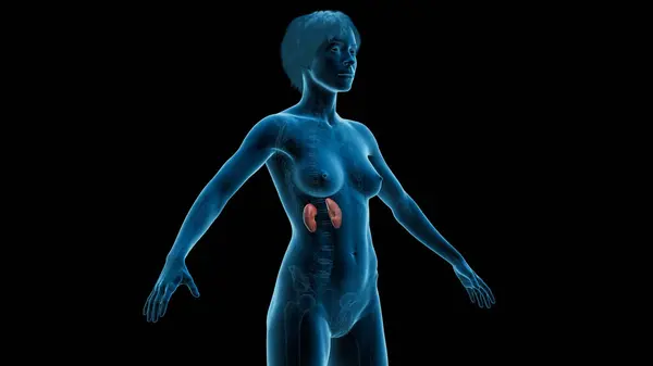 Illustration Human Kidneys — Stock Photo, Image
