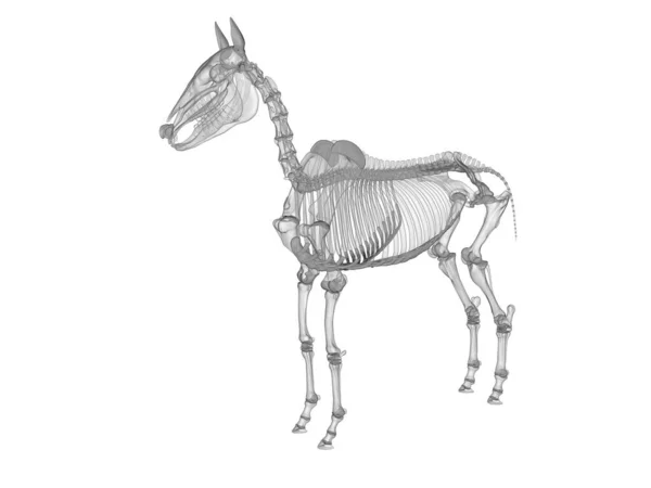 Απεικόνιση Σκελετού Αλόγου — Φωτογραφία Αρχείου