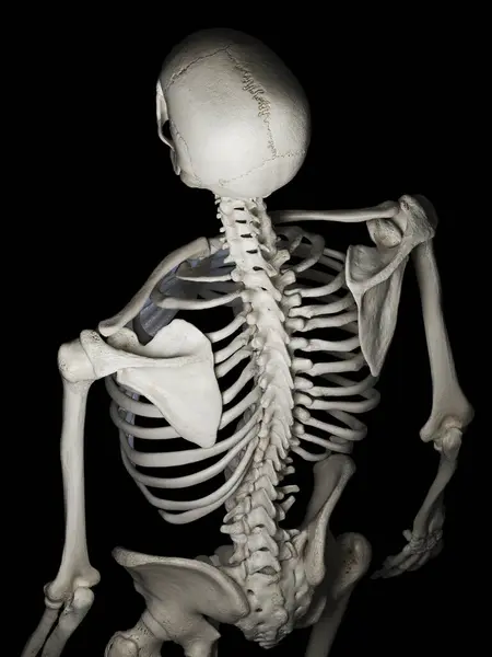 人类骨骼后背的图解 — 图库照片