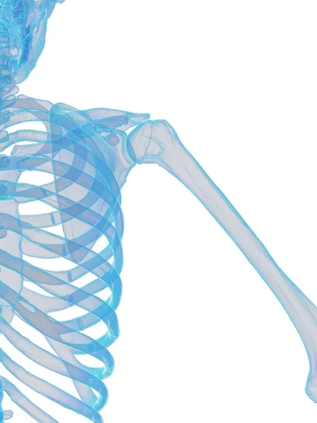 男性の骨格システム イラスト — ストック写真